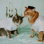 Anak Muda Garut Sukses Bisnis Pakaian Kucing via Shopee