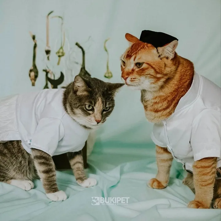 Anak Muda Garut Sukses Bisnis Pakaian Kucing via Shopee