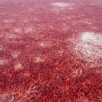 Danau Merah Misterius: Hewan Membatu, Fenomena Aneh Terungkap