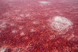 Danau Merah Misterius: Hewan Membatu, Fenomena Aneh Terungkap