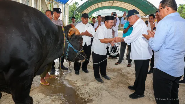 Prabowo Donasi Sapi Kurban Raksasa Idul Adha 2025 IKN