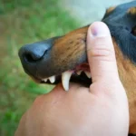 Waspada Rabies! Sikka Imbau Kandangkan Hewan, Kasus Meningkat