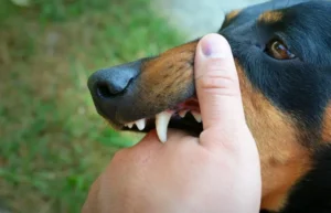 Waspada Rabies! Sikka Imbau Kandangkan Hewan, Kasus Meningkat