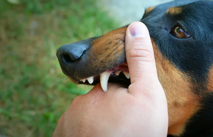 Waspada Rabies! Sikka Imbau Kandangkan Hewan, Kasus Meningkat